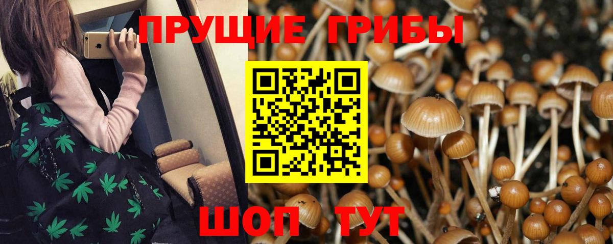 Галлюциногенные грибы Psilocybine cubensis Богородск